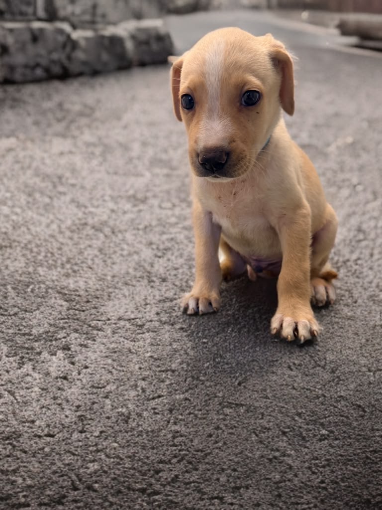 Adopter Kyros
