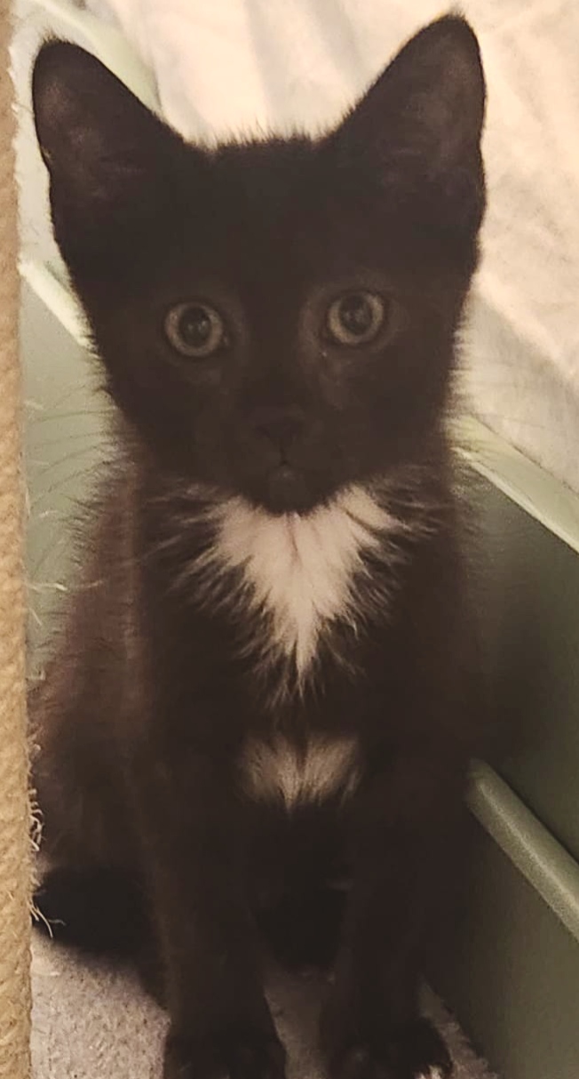 Adopter Bellatrix