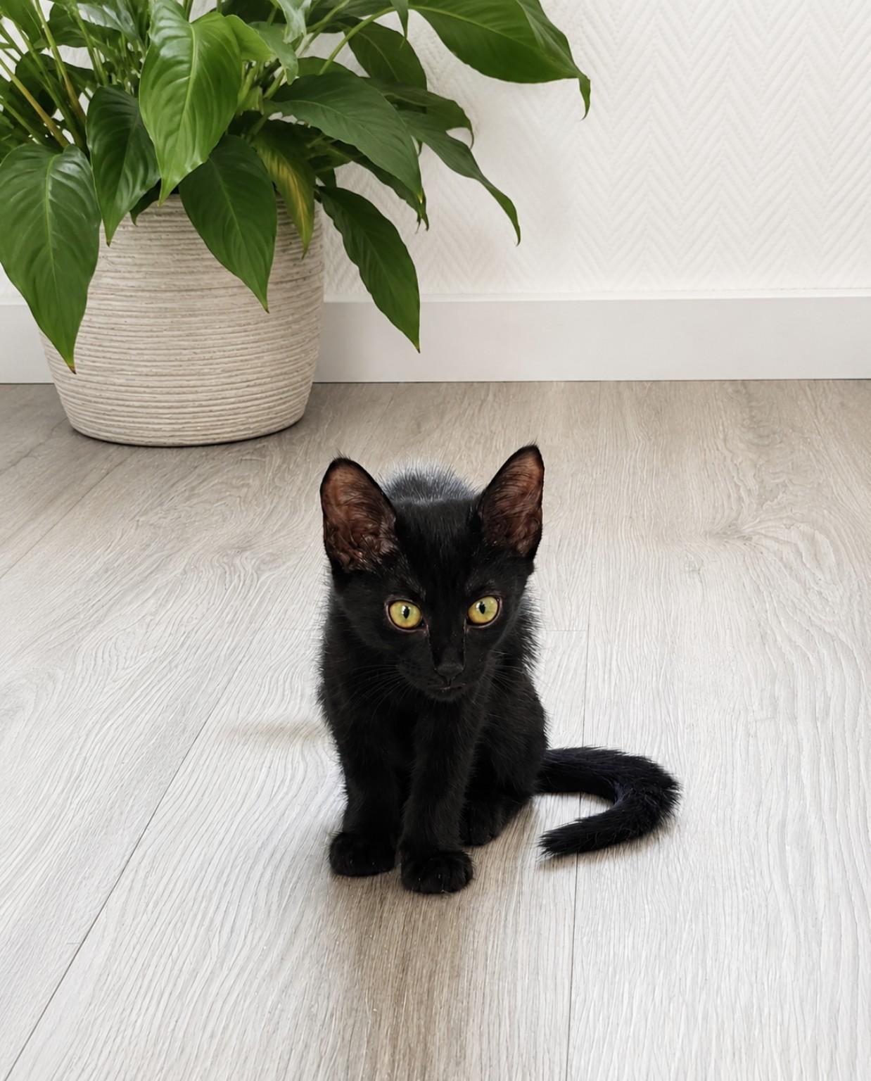 Adopter Loki