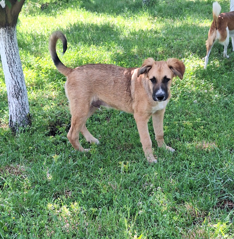 Adopter Archie
