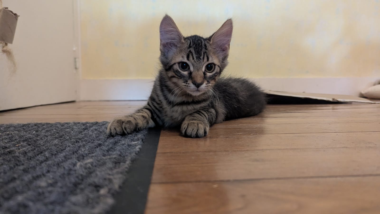 Adopter Biscotte 