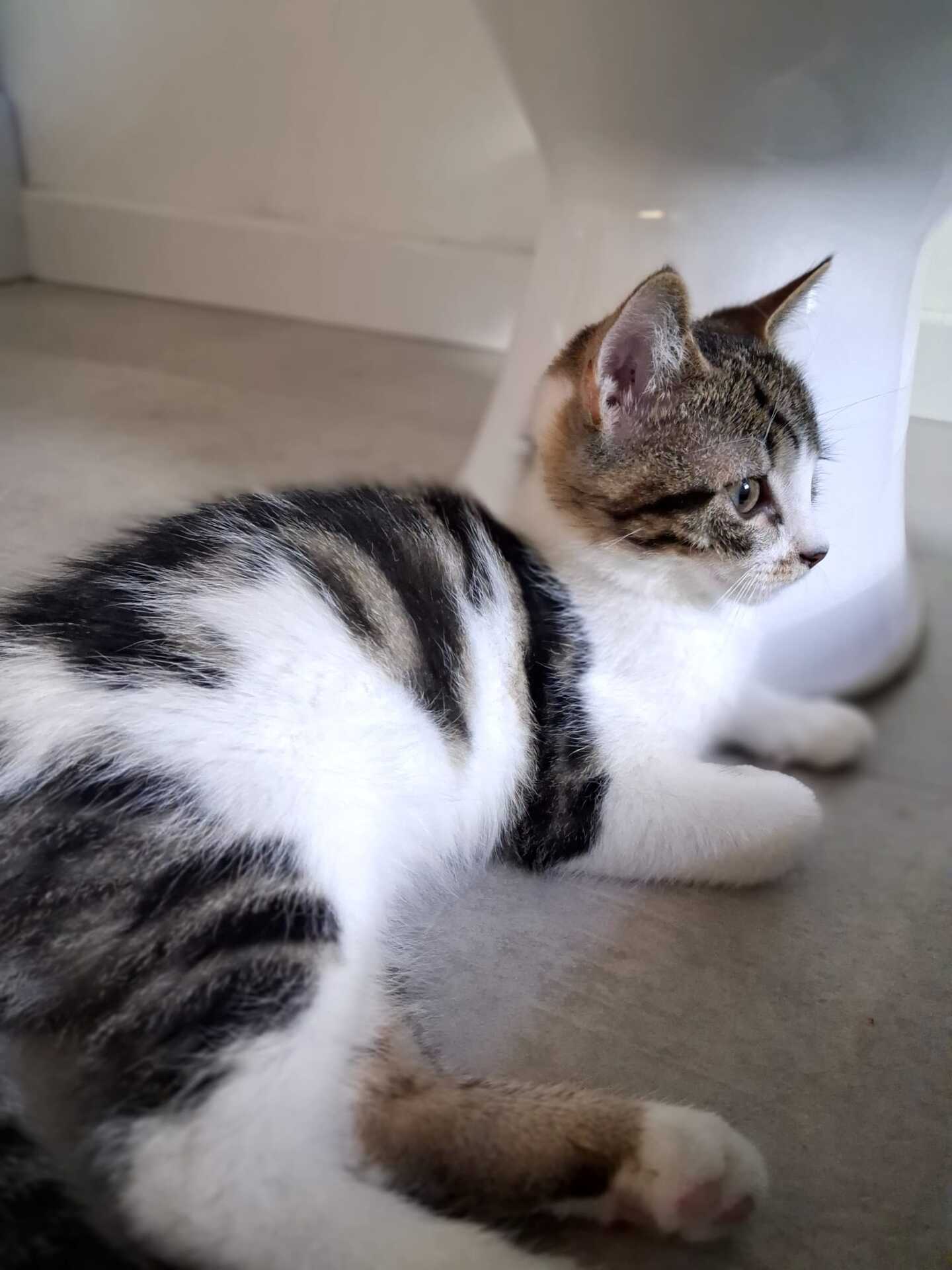 Adopter Bill