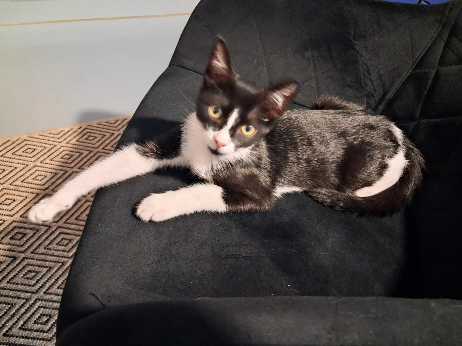 Adopter ENEE