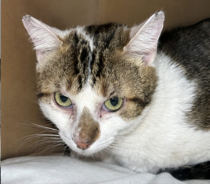 Adopter Basil