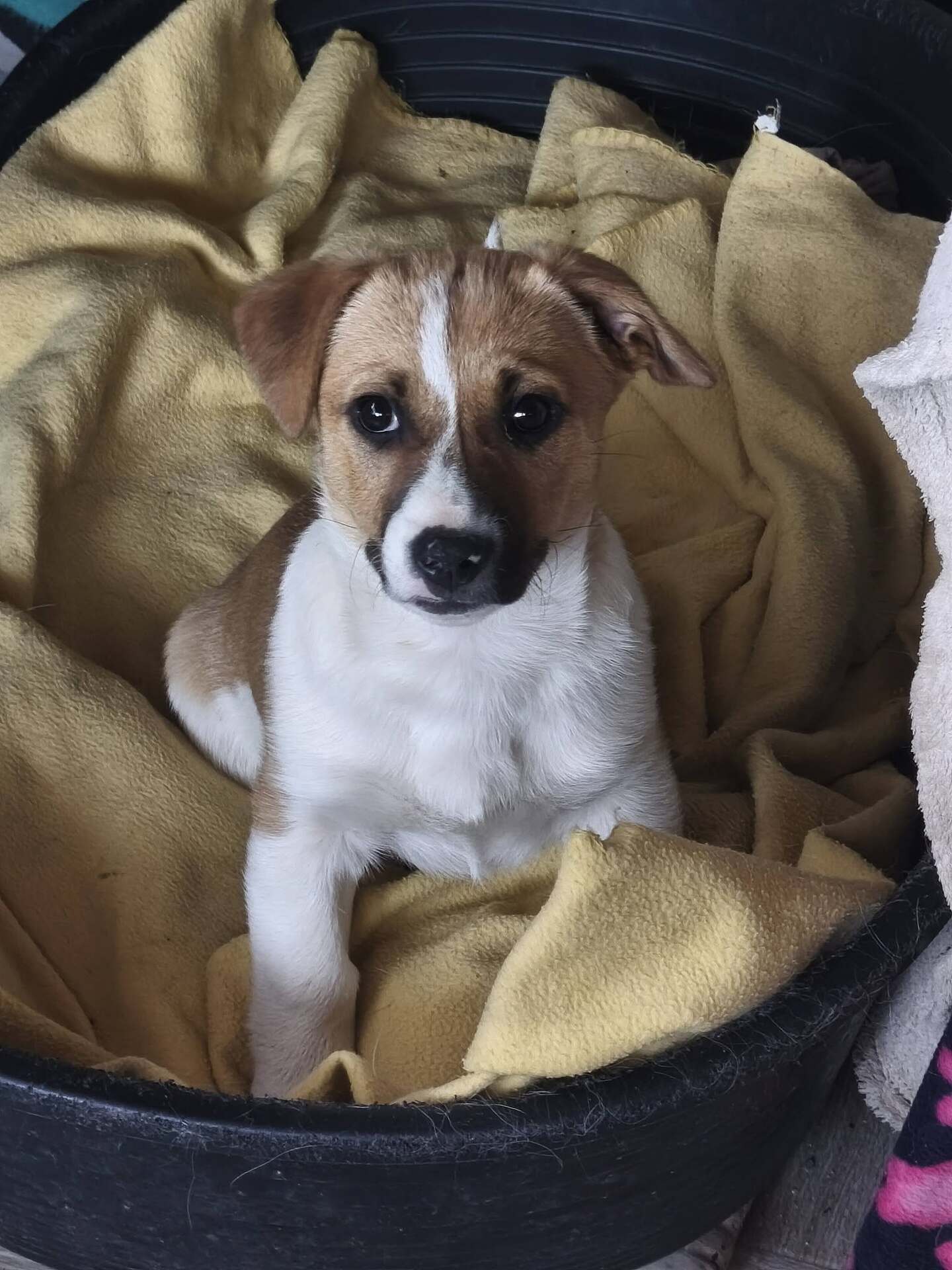 Adoption VANILLA