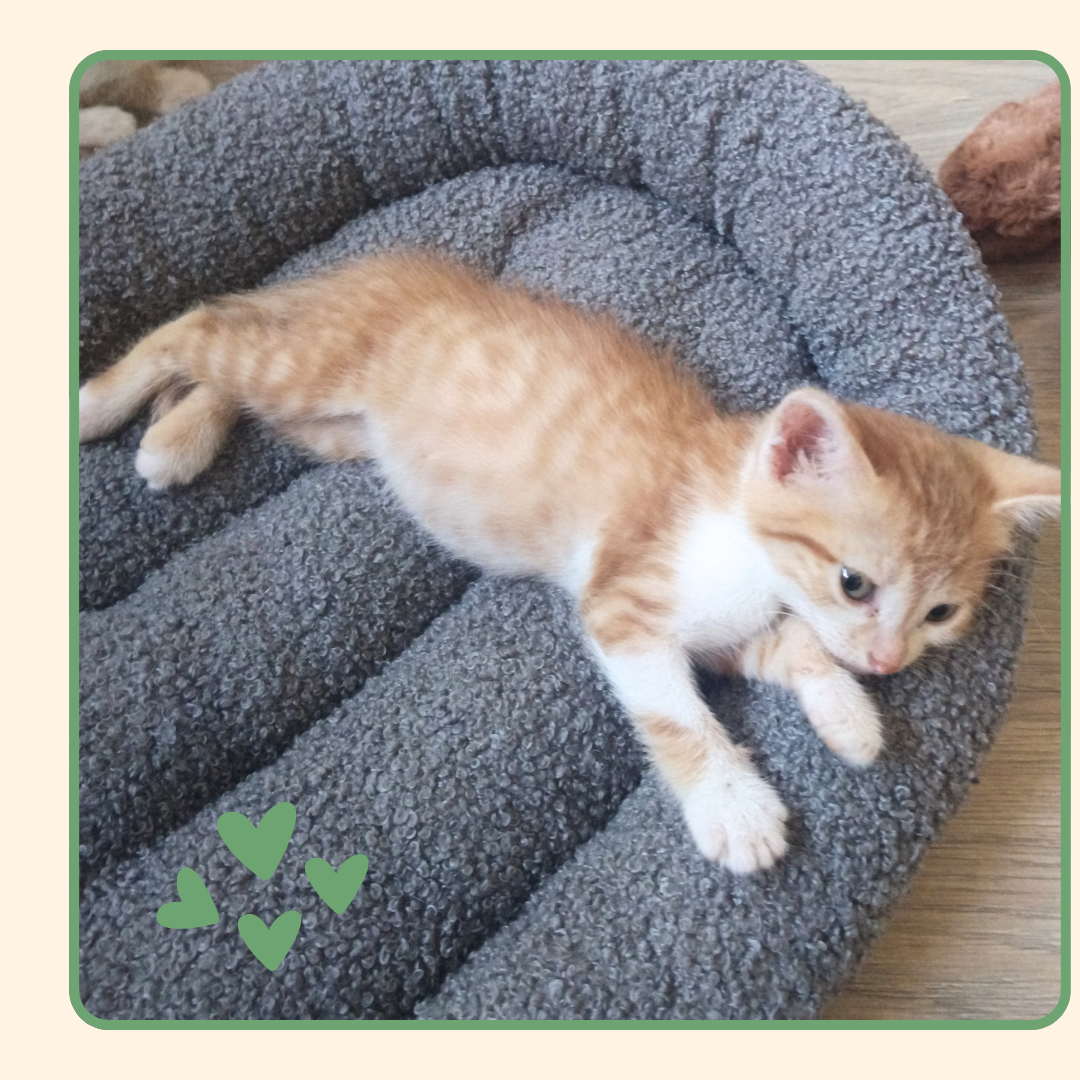 Adopter Floki