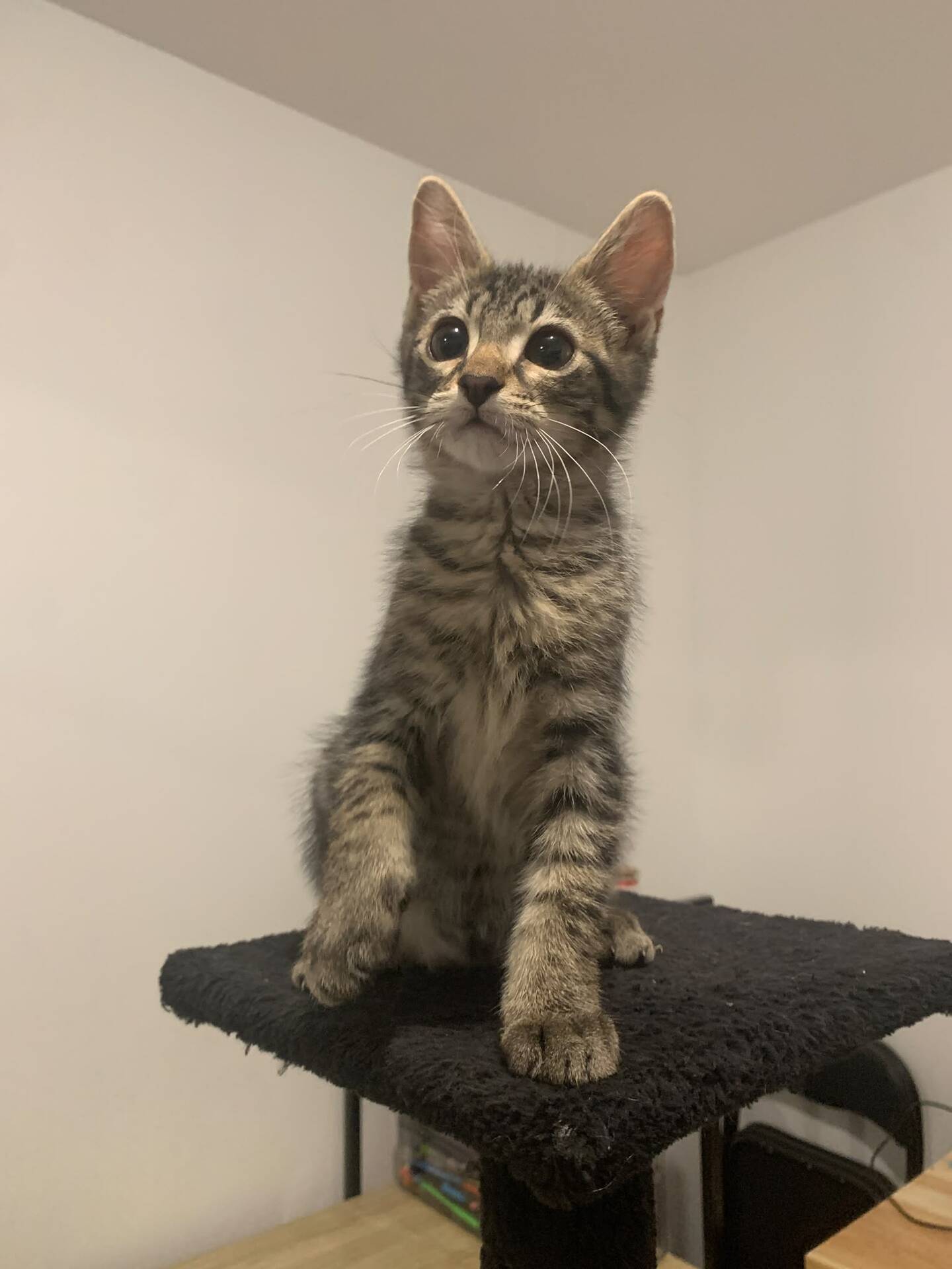 Adopter Belin