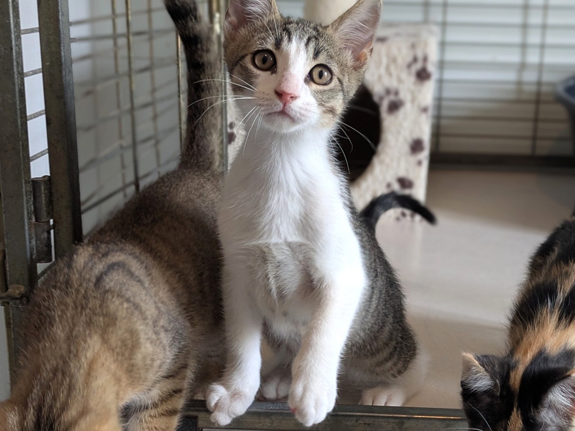 Adopter BENNY