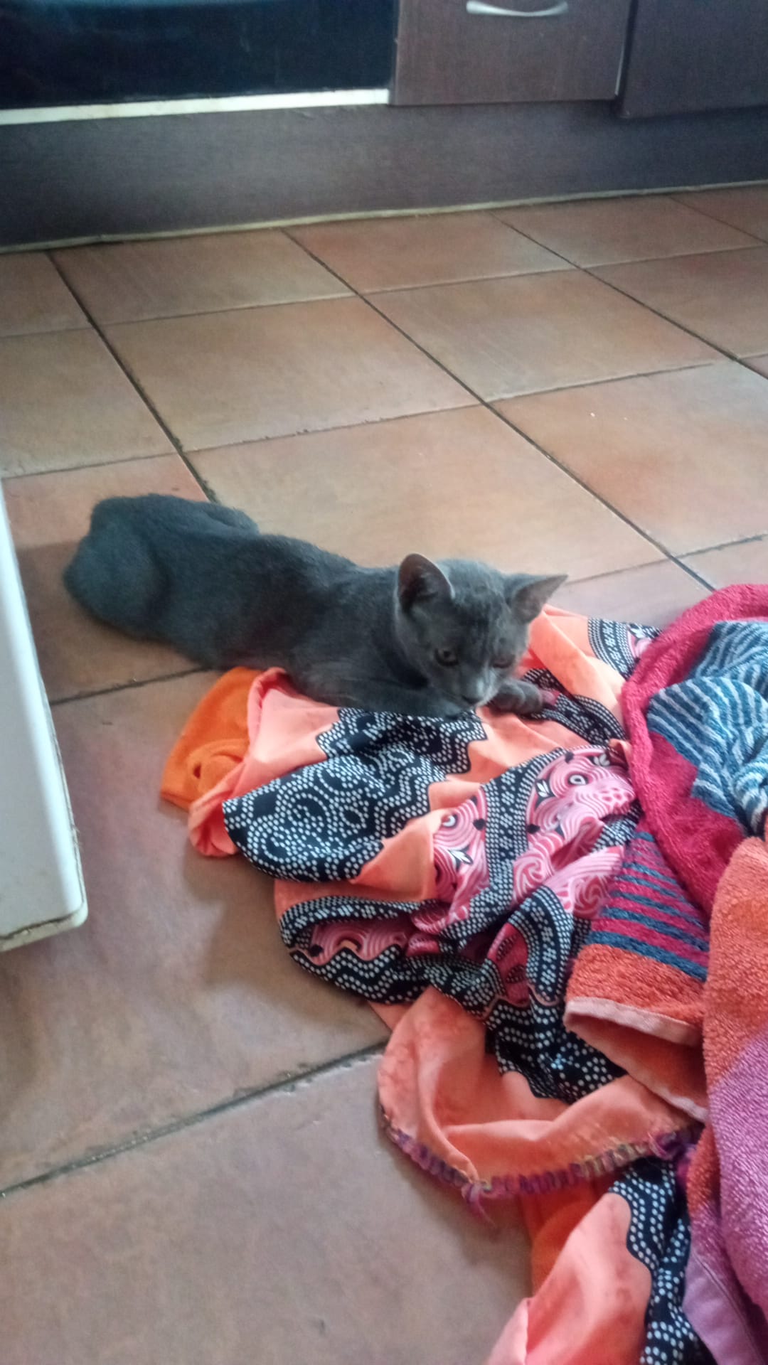 Adopter SOMBRA