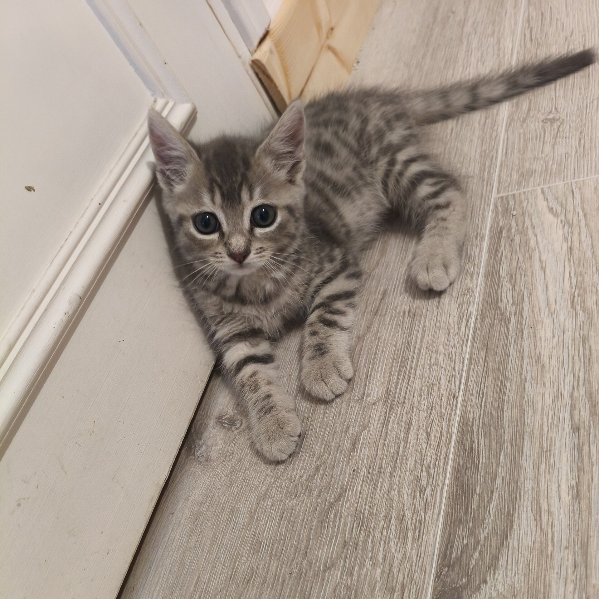 Adopter BURBERRY