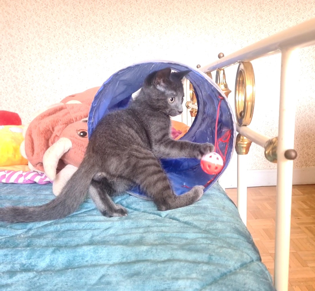 Adopter Salomon