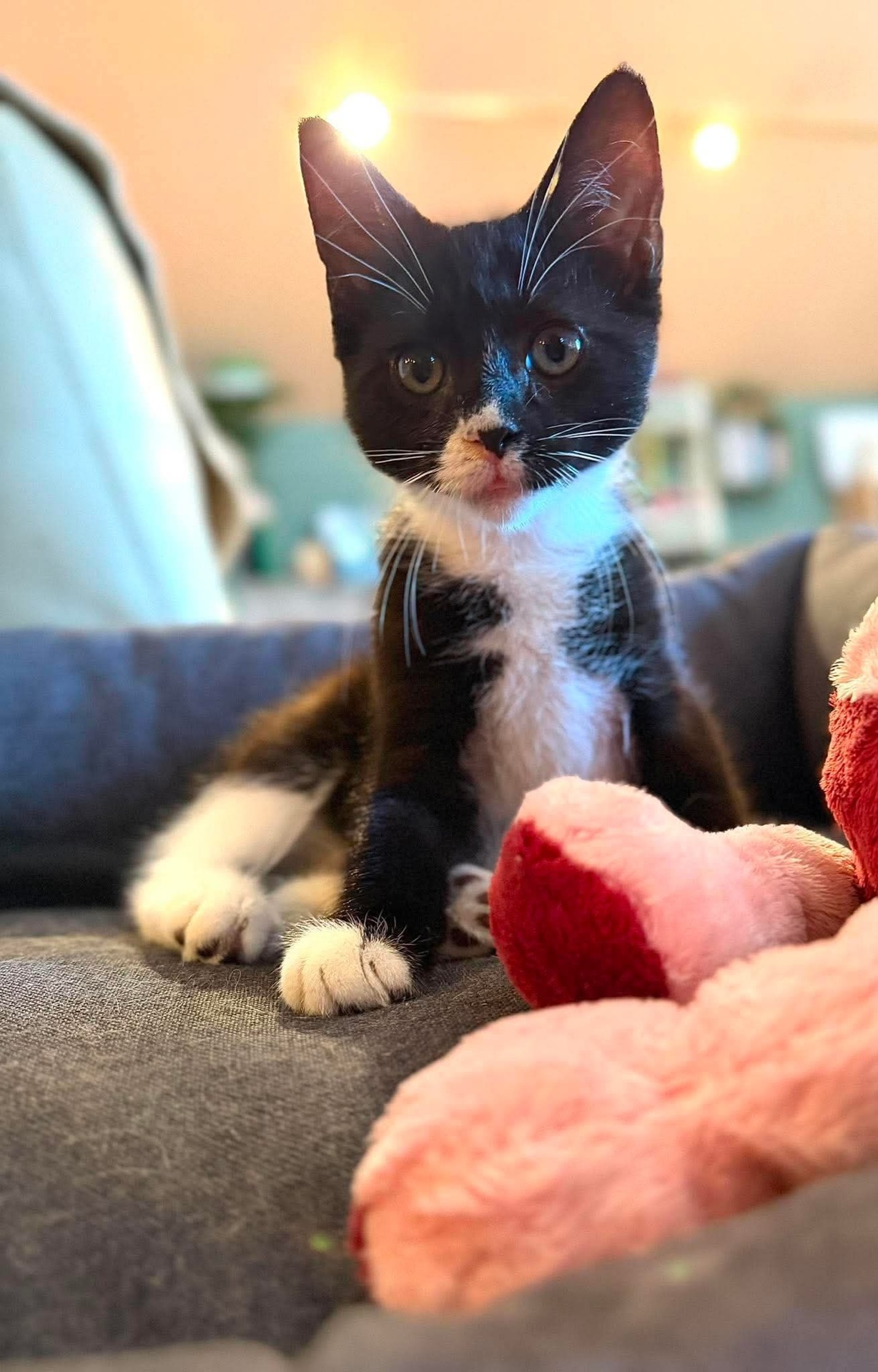 Adoption Betty
