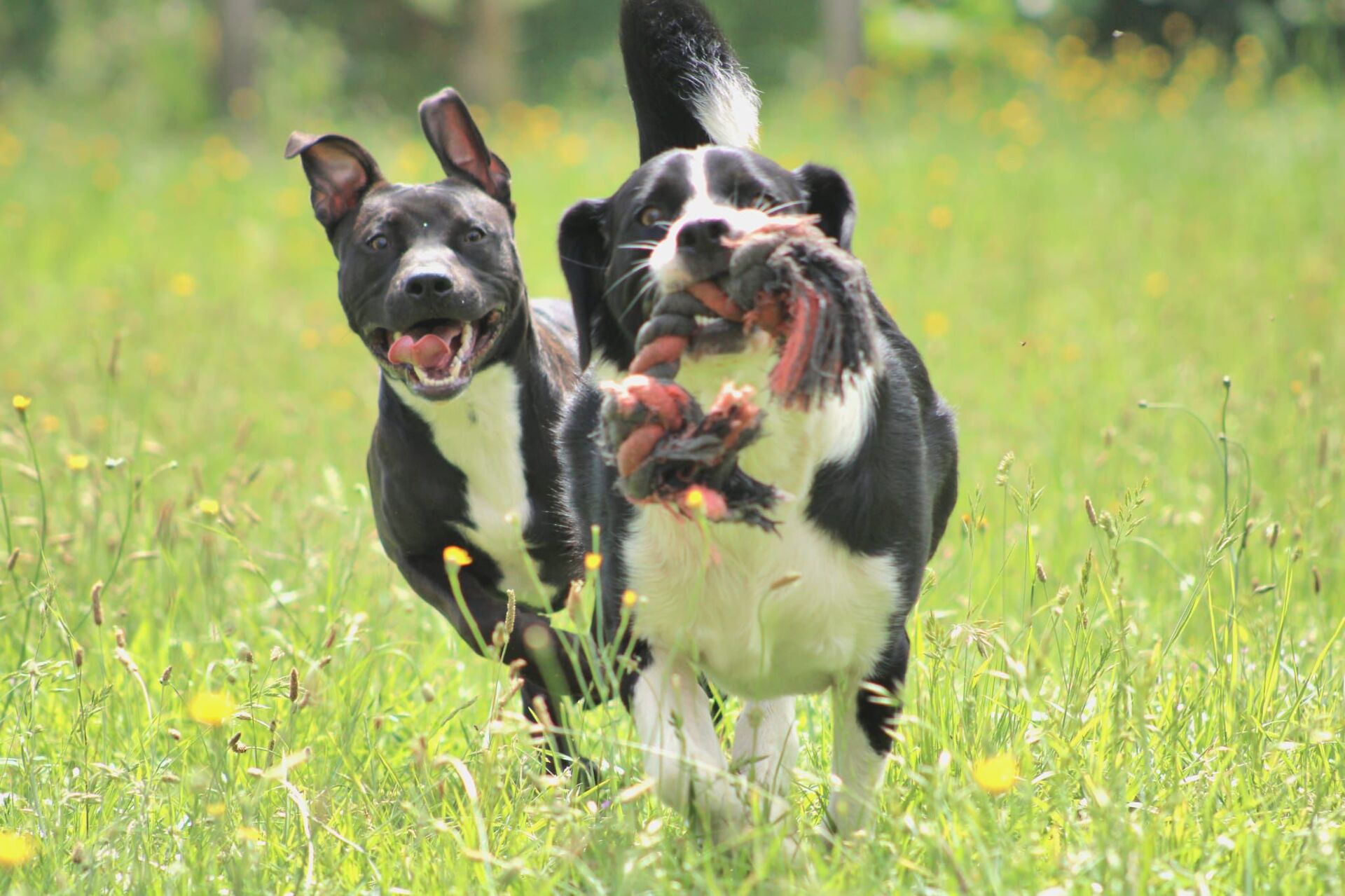 Adoption Daffy