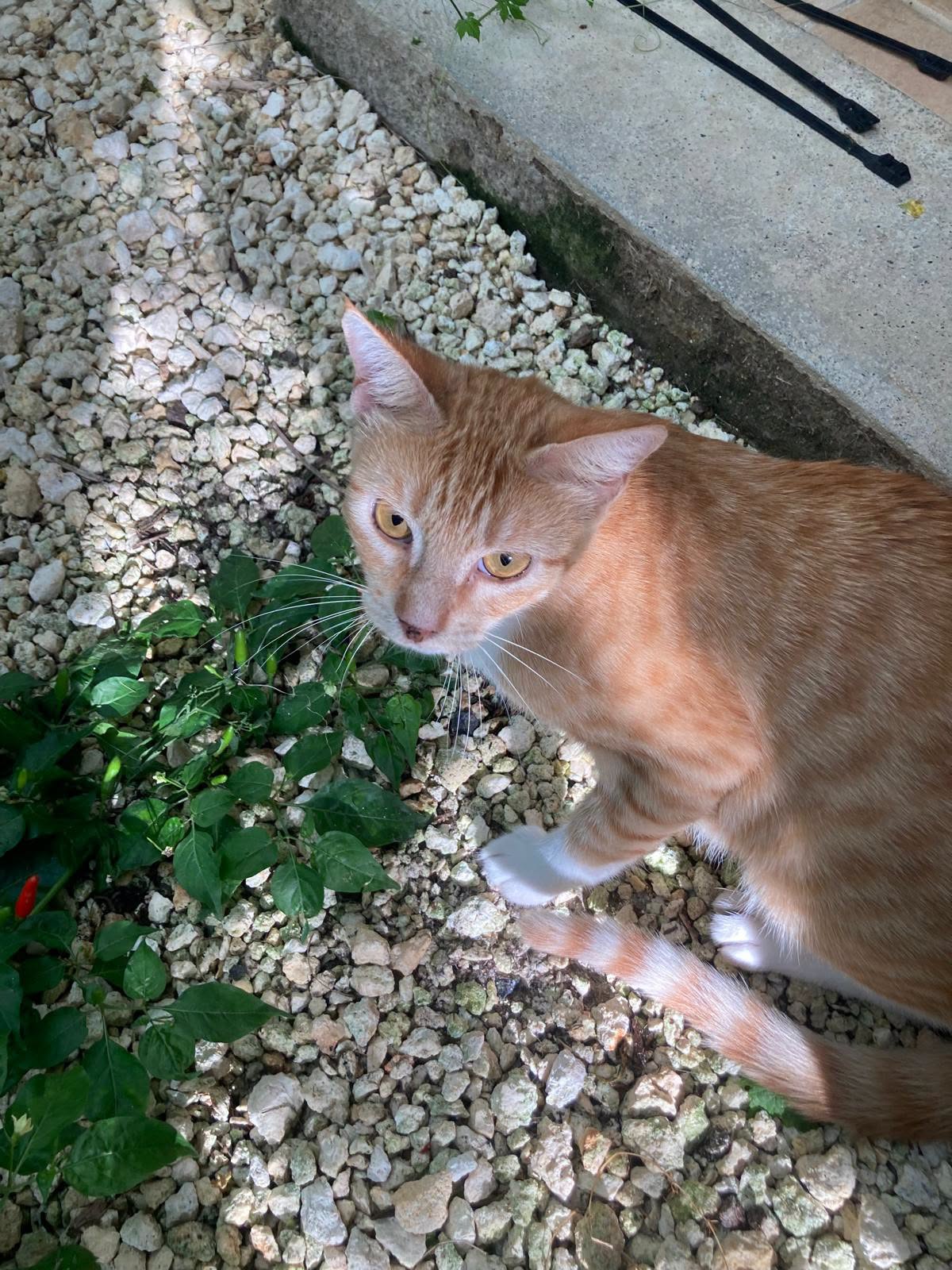 Adopter Boréale 