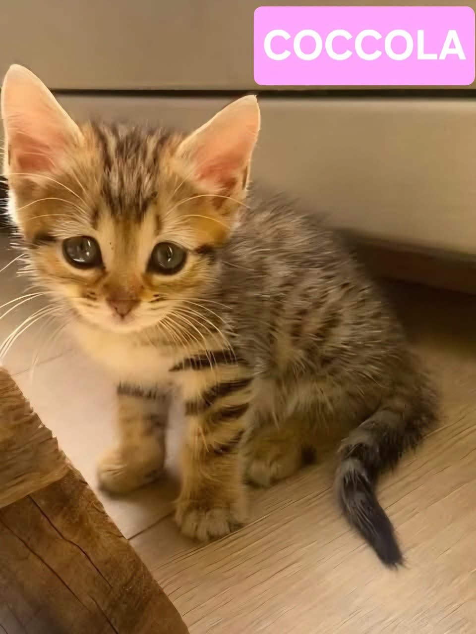 Adopter COCOLA