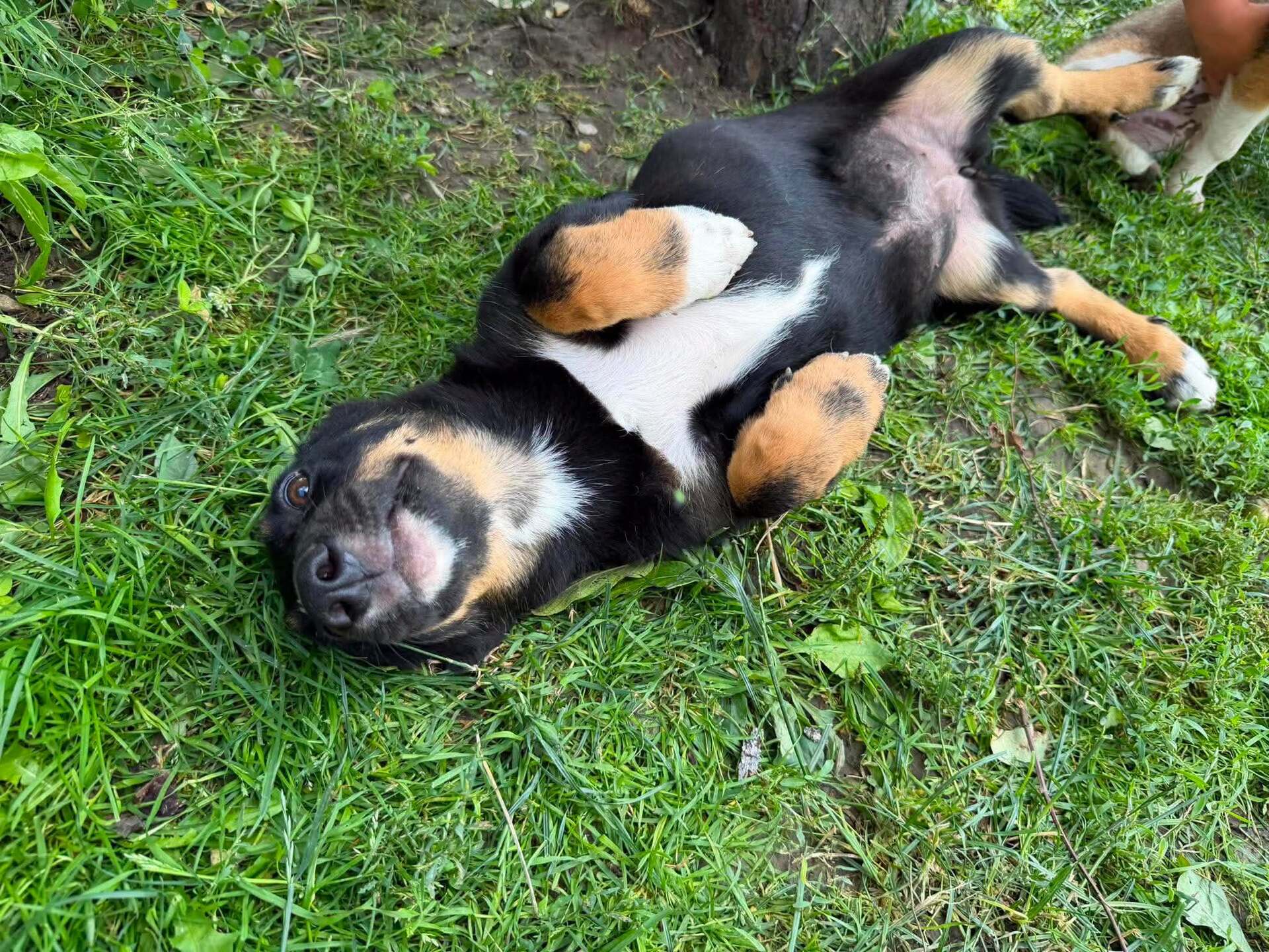 Adopter TOFFEE