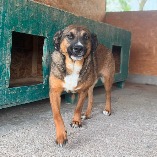 Adopter GEORGI