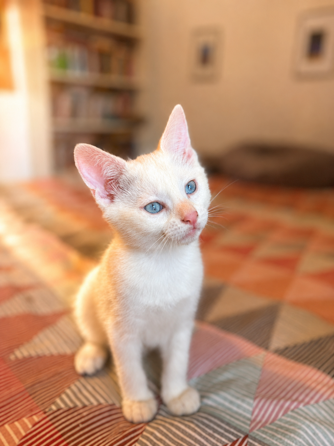 Adopter Loki