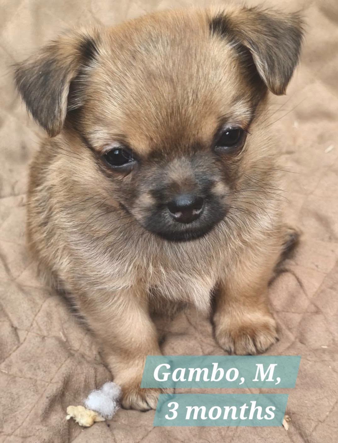 Adopter GAMBO