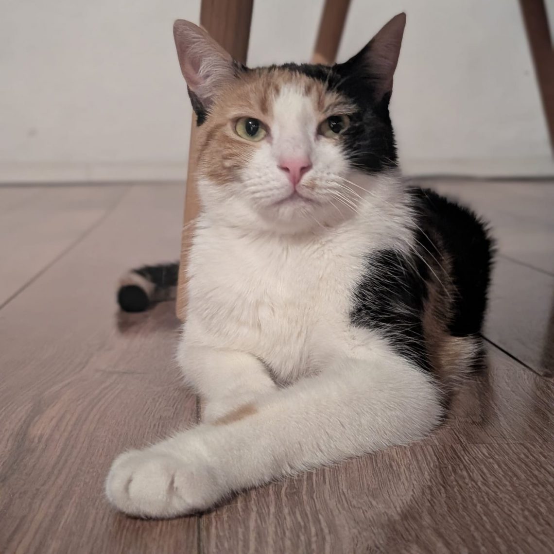 Adopter Chance
