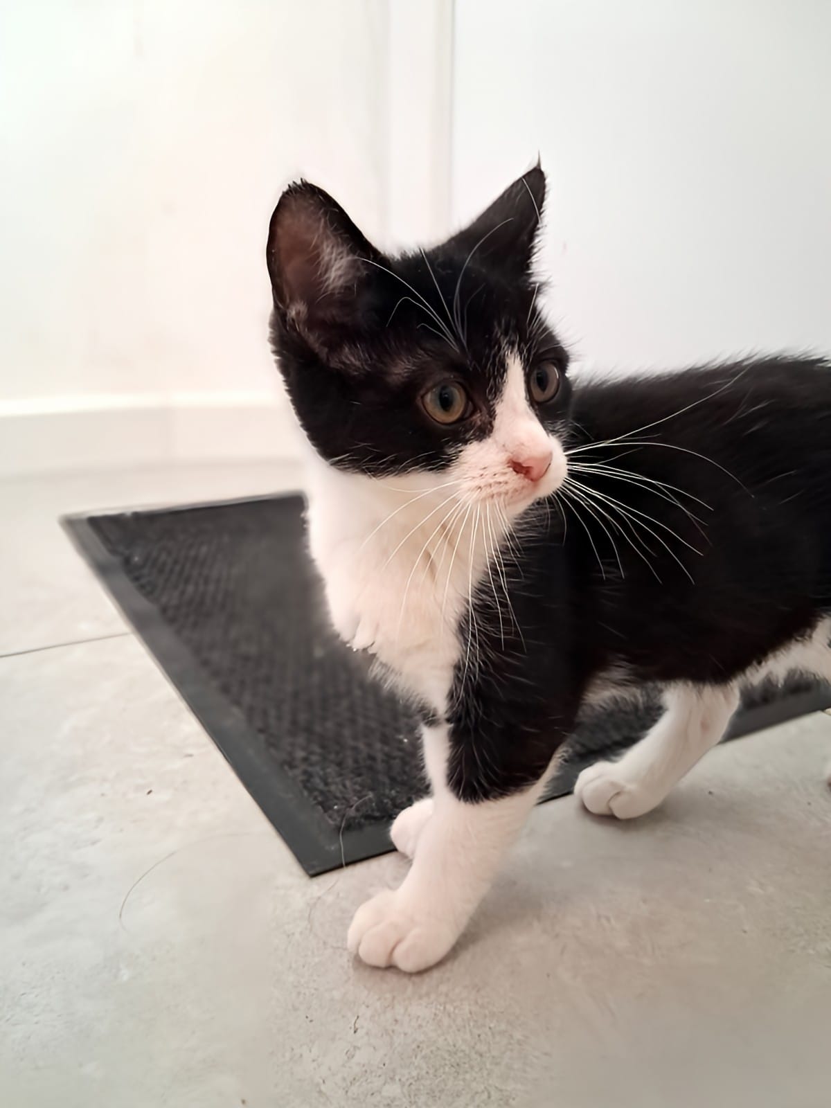 Adopter Bijou