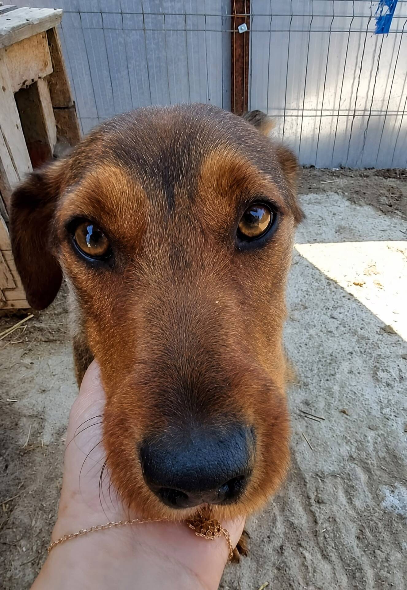 Adoption COCO