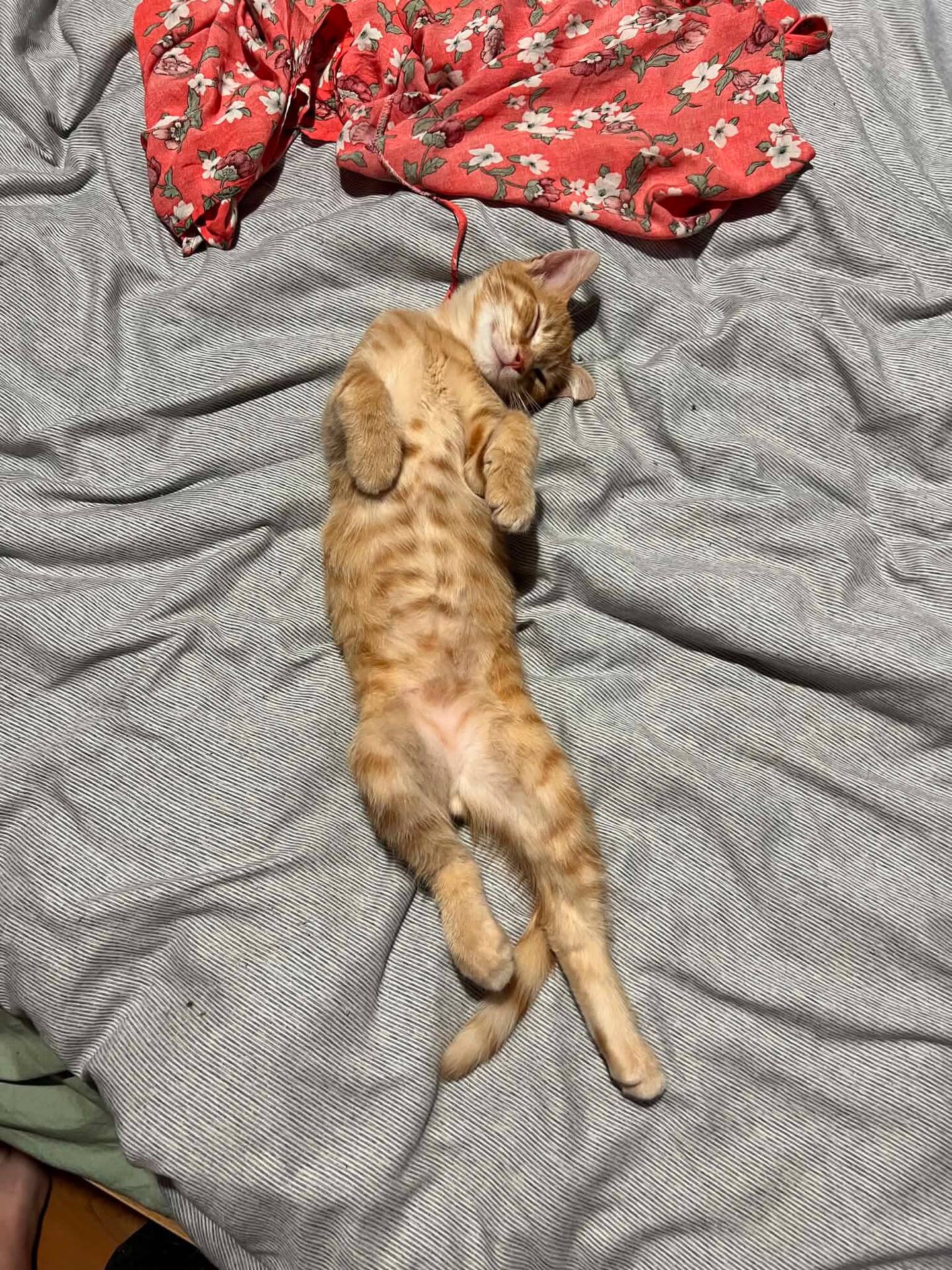 Adopter Pookie
