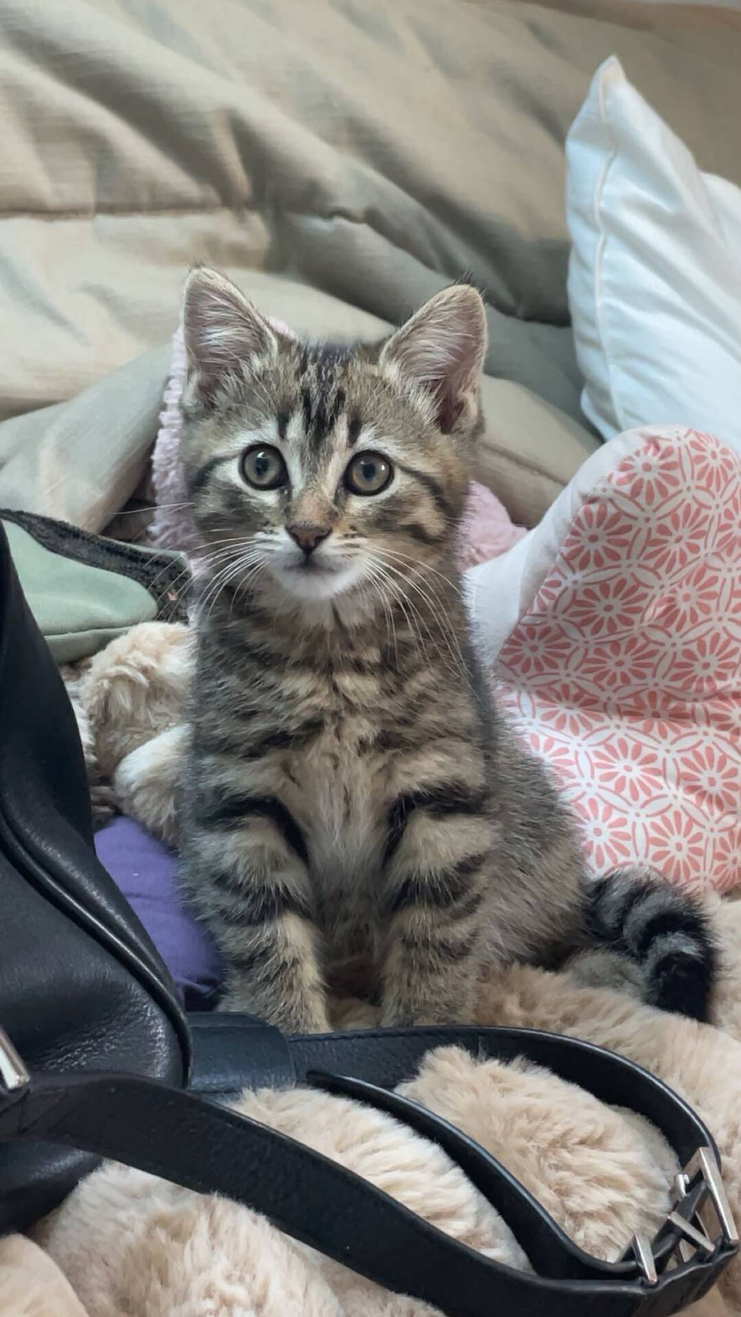 Adoption Ruby