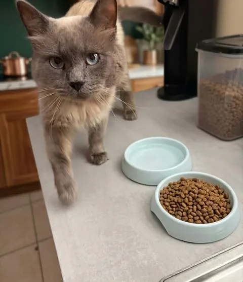 Adopter Minou