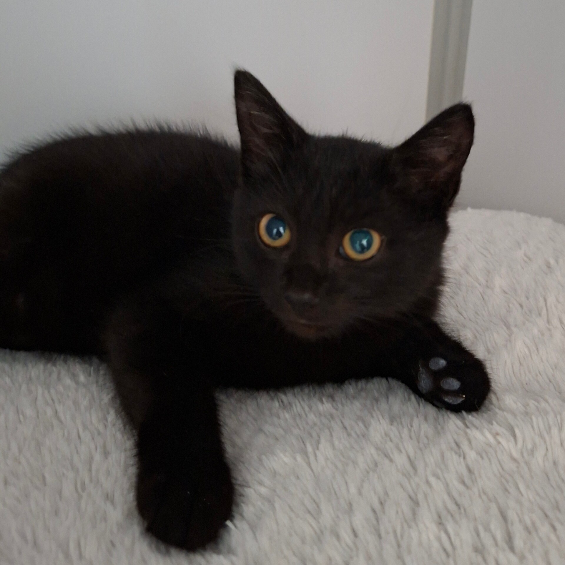Adopter BANANAS