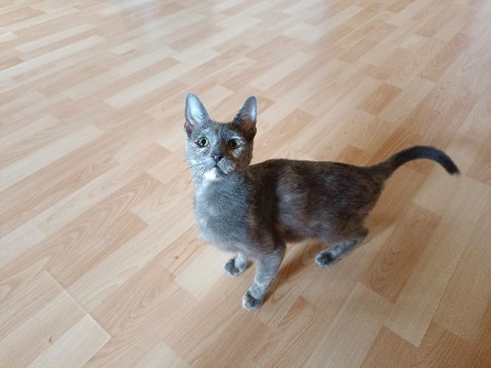 Adopter Agata