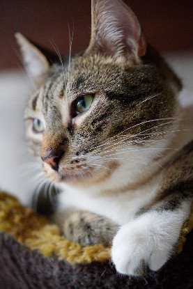 Adopter Akio