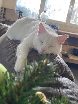 Adopter Alaska
