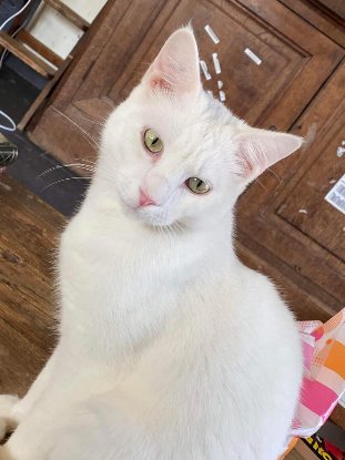 Adopter Alaska