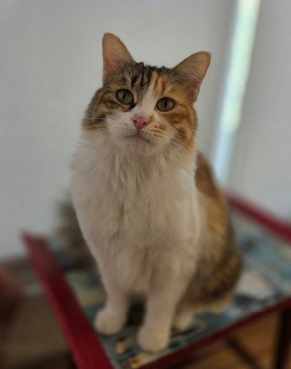 Adopter Alice