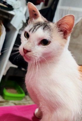 Adopter Alma