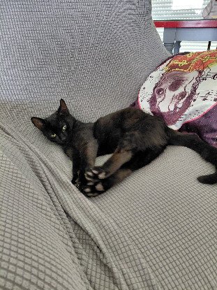 Adopter Altrie