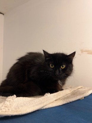 Adoption Ambiance