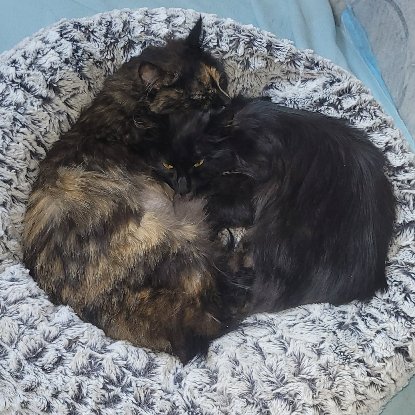 Adoption Ambiance