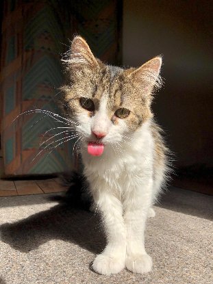 Adopter Amboka