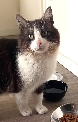 Adopter Amiral