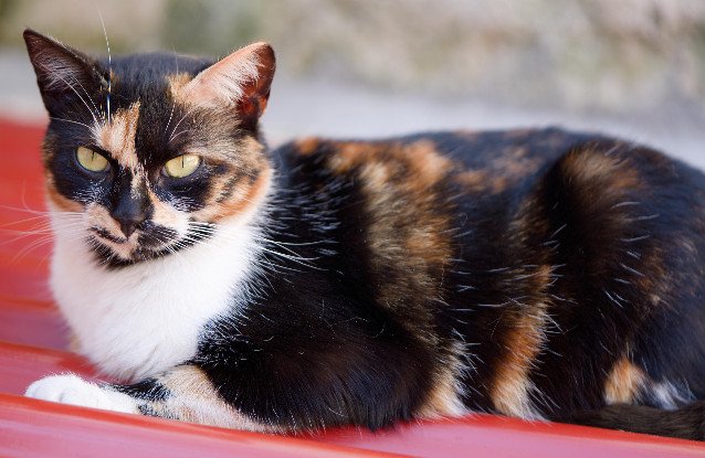 Adopter Arizona