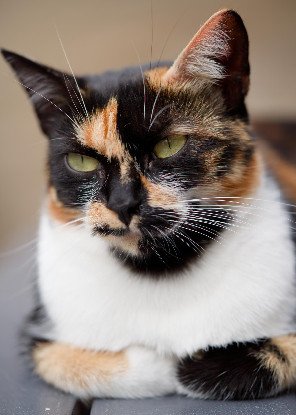 Adopter Arizona