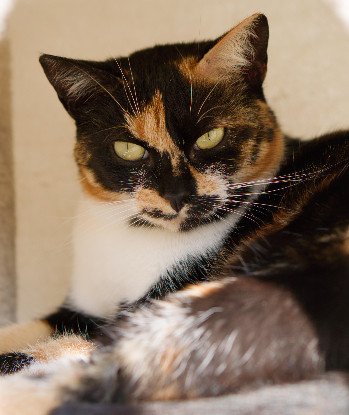 Adoption Arizona