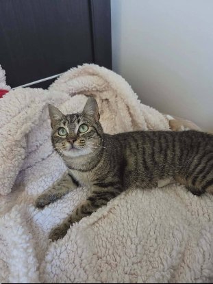 Adopter Arlo et ariel