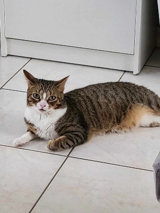 Adopter Armine