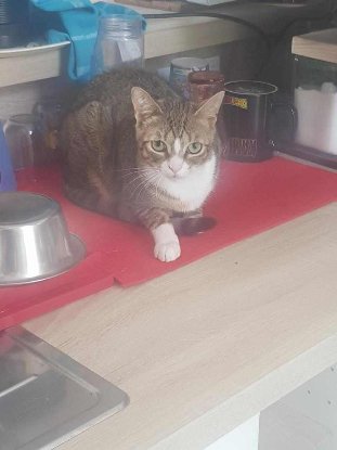 Adopter Armine