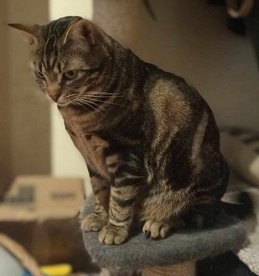 Adopter Arwen