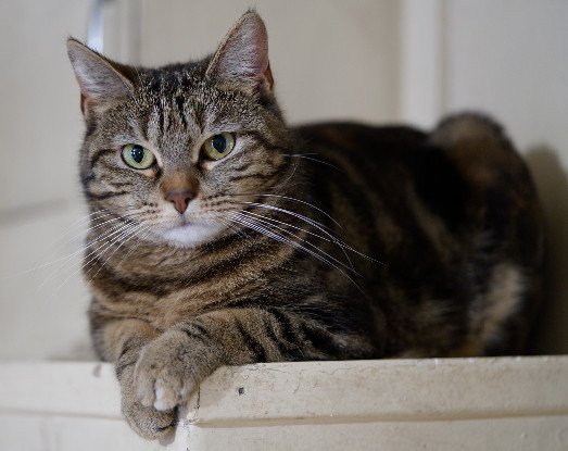Adopter Arya