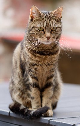 Adopter Arya